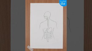 How to draw a Human Digestive system Diagram Drawing || easy science project making - step by step