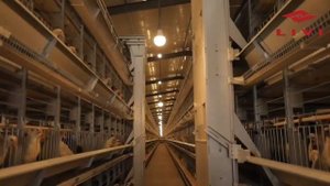 Удивительно, птицефермы Не нужны рабочие! #птицеферма #несушка  #фермер #животноводство #птицеводы