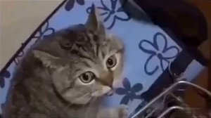 Вот кто объявляет поезда. Кот-диспетчер.