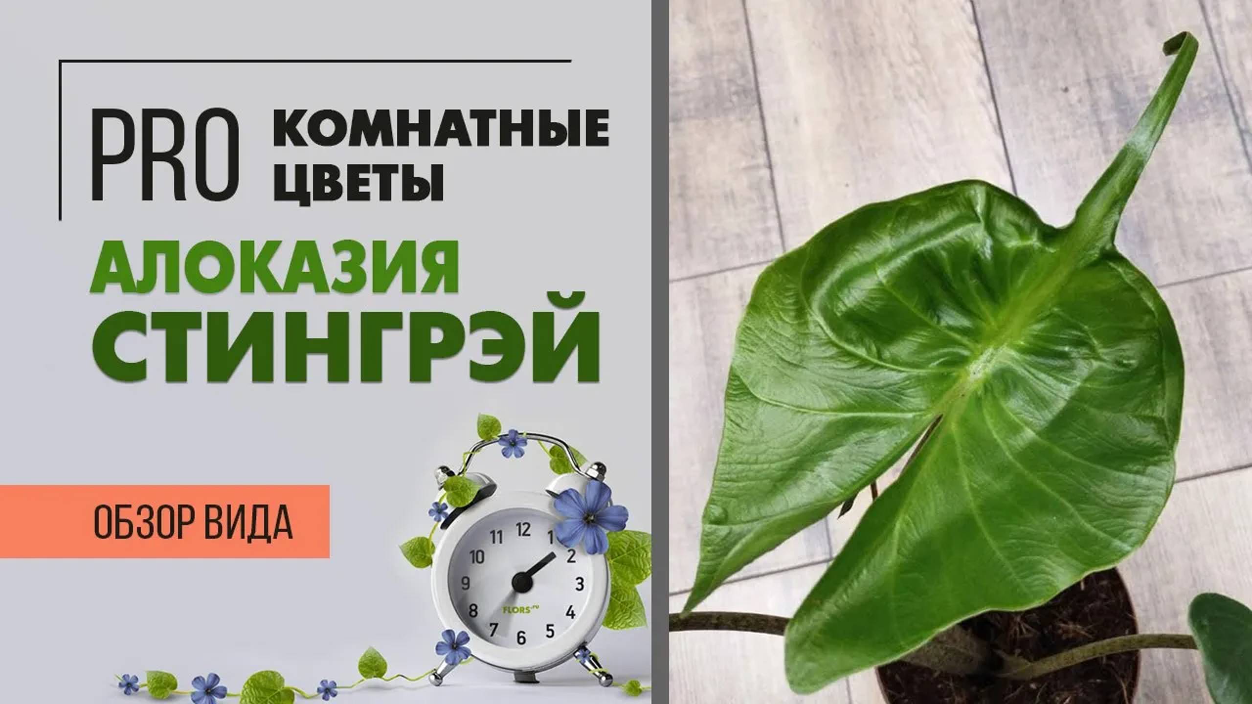 Алоказия Стингрей  - обзор сорта. Неприхотливое растение, чьи листья напоминают морского ската.