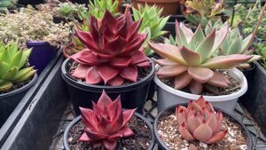 Echeveria Romeo vs Rubin