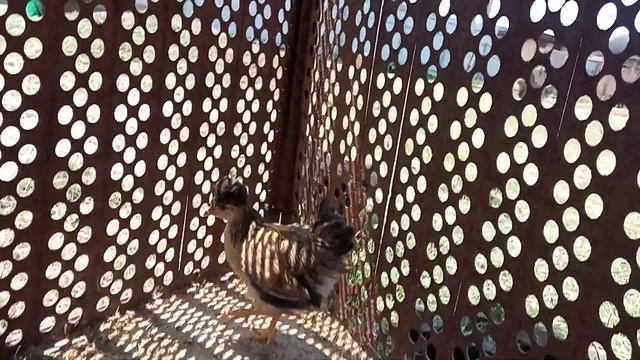 Как выросли хохлатые и голошейные цыплята смотреть онлайн