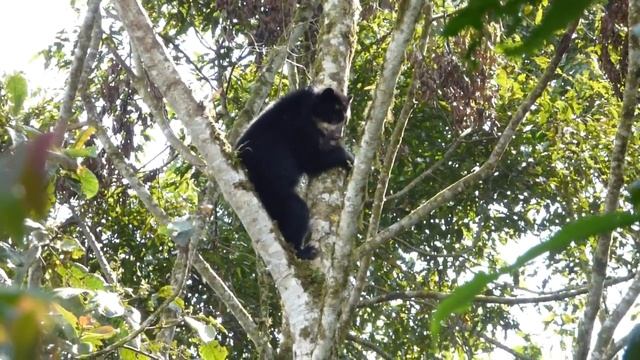 Oso de Anteojos (Tremarctos ornatus) en Reserva Maquipucuna смотреть онлайн
