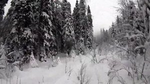 На поиски глухарей на Снегоходе BRP LYNX 69 RANGER 900 ACE 2021