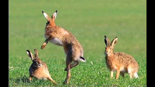 Хищная птица выронила что-то из своих цепких лап: поняв кто это, люди бросились на помощь. смотреть онлайн