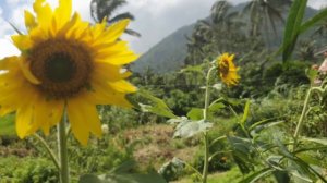 Heaven's Peak (Botanical Garden) Ormoc City