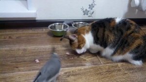 Попугай ворует у кота
