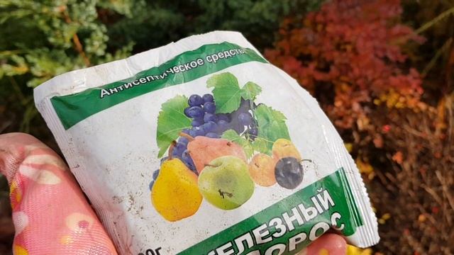 ЖЕЛЕЗНЫЙ КУПОРОС!МИЛЛИОНЫ САДОВОДОВ обрабатывают им сад ОСЕНЬЮ!Почему это ТАК ВАЖНО как ИСПОЛЬЗОВАТ смотреть онлайн