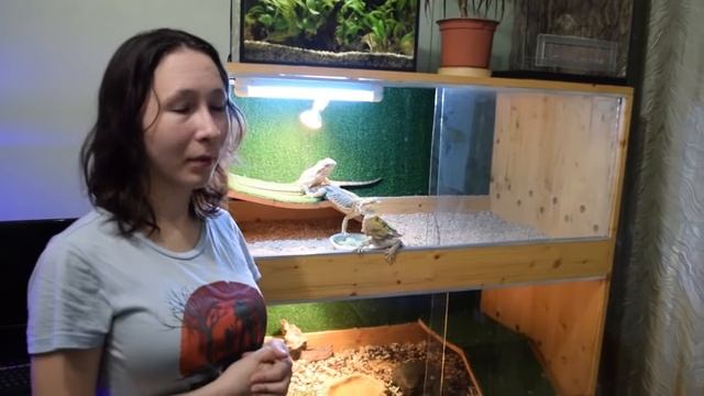 ЯЩЕРИЦЫ ДЛЯ НАЧИНАЮЩИХ. Содержание бородатых агам в террариуме