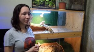 ЯЩЕРИЦЫ ДЛЯ НАЧИНАЮЩИХ. Содержание бородатых агам в террариуме