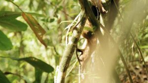 Самое лучшее место на земле это джунгли.