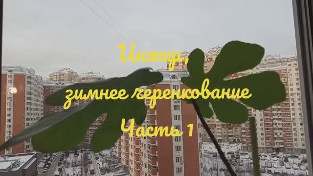 Инжир на подоконнике. Зимнее черенкование инжира