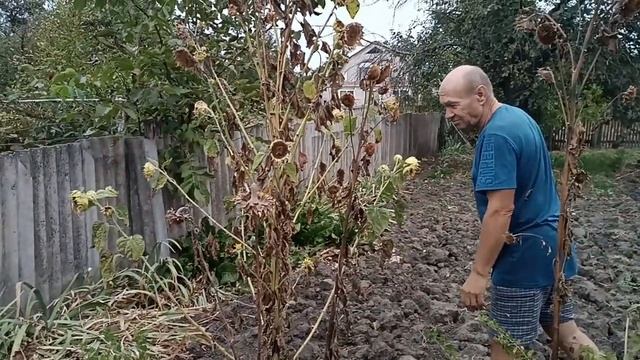 Збираємо насіння соняшника. Буде олія на зиму