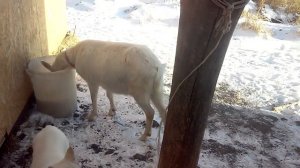 Почему я не люблю коз