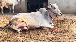 Beautiful Video 😻 Cow Giving Birth to Lovely Female Calf ❤️ Must Watch