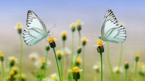 Мужественность И Женственность