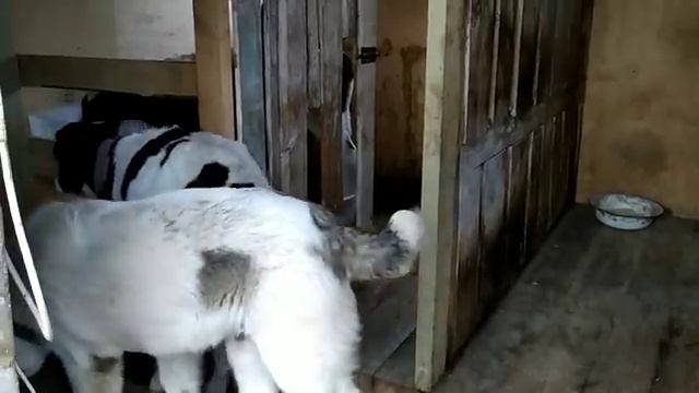 Среднеазиатская овчарка. Алабай Эскер на подворье. смотреть онлайн