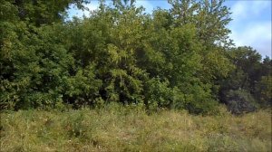 молодильные яблочки поспевают