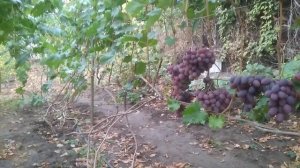 Какие гибридные формы винограда пойдут на удаление