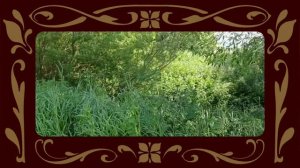 Воспоминания о рэгтайме - Грация и красота I Ragtime Memories - Grace and Beauty