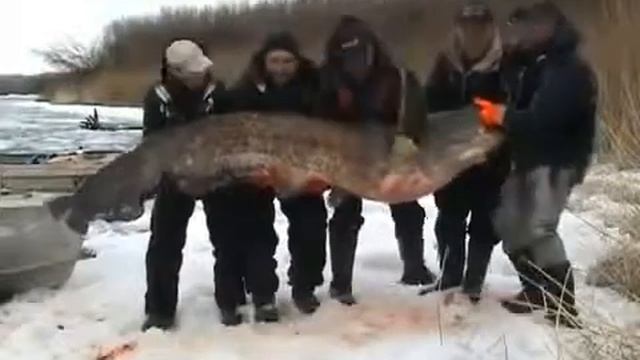 Сом 195 кг Рыбалка Самый большой пойманный на Волге) 360 смотреть онлайн