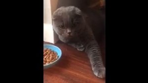 кот шипит и рычит // кот-шипун // angry cat