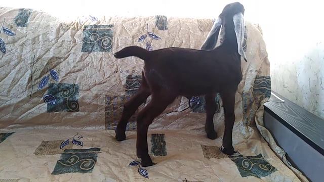 Козочка продаётся! смотреть онлайн