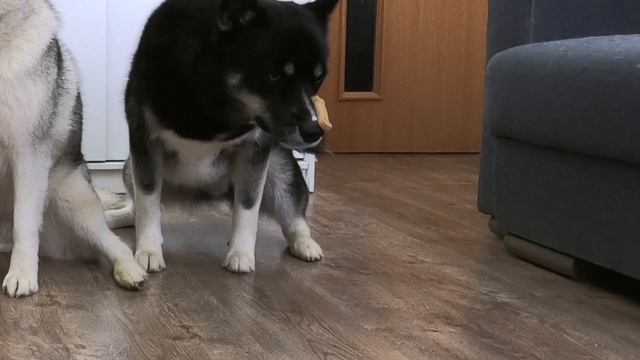 Which Husky will grab the cookie first? Left Three Dogs Alone With Food!