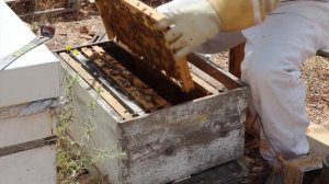 Пчеловодство: Осмотр пятирамочного отводка. #пчелы, #отводок,#видеоурок,#ПчеловодствоДляНачинающих