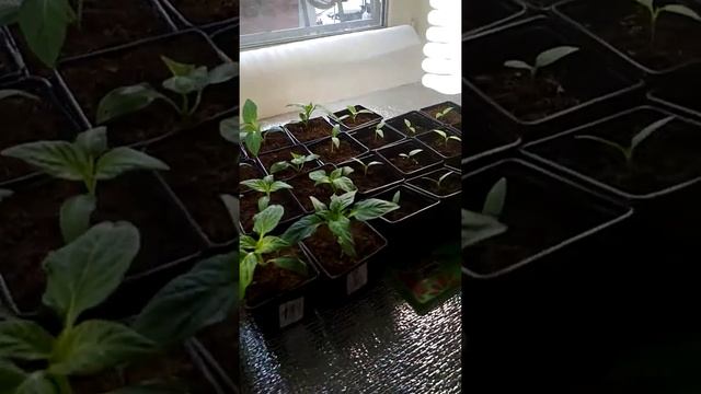 Микориза для томатов смотреть онлайн