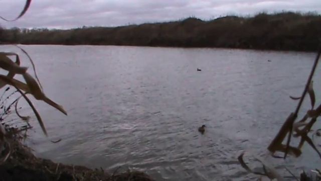 Охота с подсадной 2015 в Тульской области ч2 смотреть онлайн