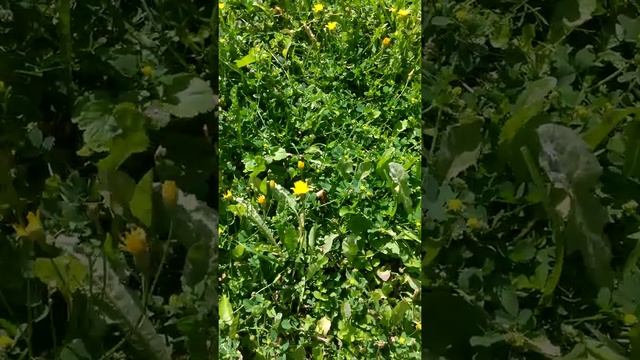 Обзор шмеля смотреть онлайн