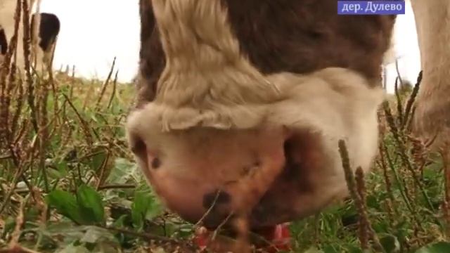 Фермерское хозяйство в деревне Дулёво смотреть онлайн