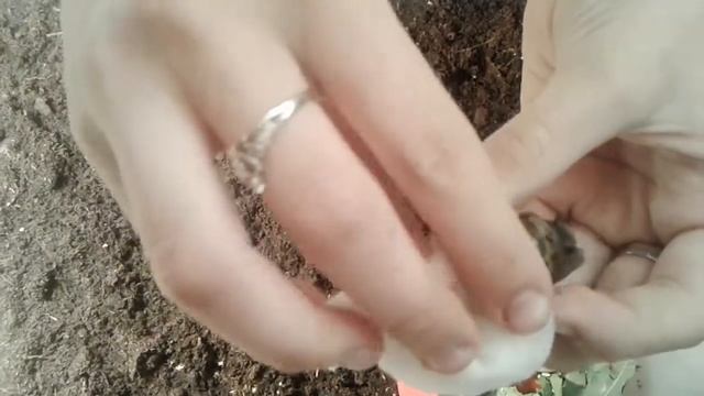 Как ухаживать за ракушкой улитки? смотреть онлайн