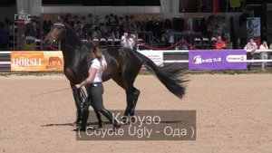 Породы лошадей: ГОЛШТИНСКАЯ, голштины /Конная выставка #ИППОсфера 2021