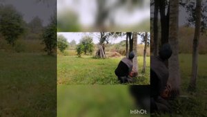 Осина для косовища (изначальный процесс изготовления)