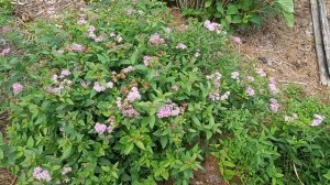 Спирея "Литтл Принцесс"