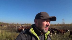 Перегон скота | Кашин луг. ГЕРЕФОРДЫ | Колхозный Тест-Драйв