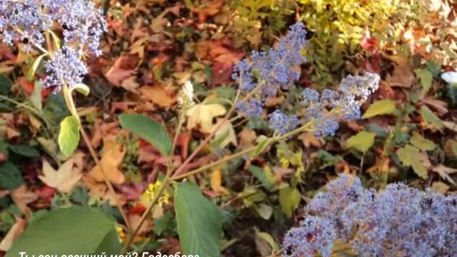 Ты сон осенний мой? Бонн-Рейн-Линц-шлесс Бюрресхайм. смотреть онлайн