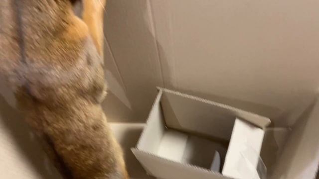 ПОБЕГ ИЗ КАРТОННОЙ ТЮРЬМЫ! Смогут ли коты выбраться? смотреть онлайн