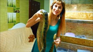 ДОМАШНИЕ РЫСИ И ЗАПАХ ЗМЕИ. Стихи Собаки неУлыбаки.