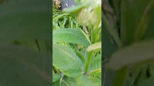 Milkweed plants in one of the garden