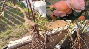 Розы из питомника Вдохновение🌹☀️. Хорошие саженцы по хорошей цене!