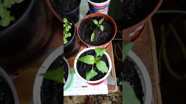 Острый Перец Халапеньо Подростает #халапеньо #рассада #2023 #jalapeño #jalapenos #pepper #перец #я