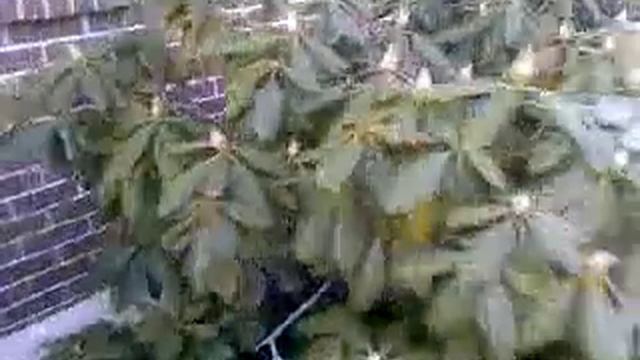 Rhododendron Early Spring смотреть онлайн