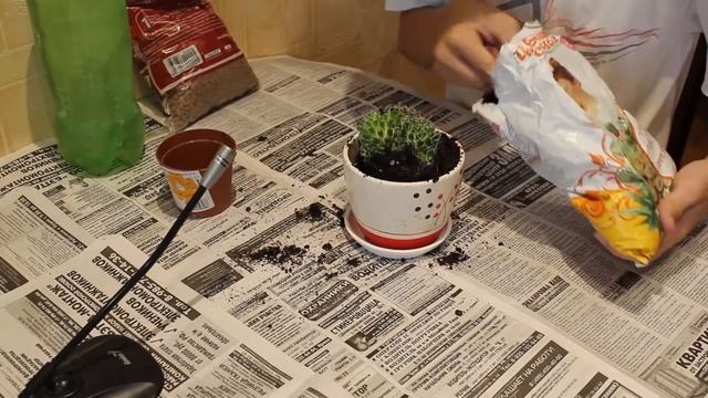 Как пересадить кактус | Пересаживаем кактус в новый горшок смотреть онлайн
