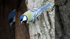 Весенняя песня большой синицы