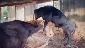 Cow mating naturally after calving, cows resume estrus cycles within 40 to 60 days postpartum.