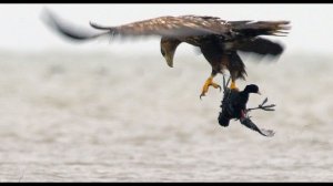 Орлан-белохвост учит птенцов охотиться. White-tailed eagle learn to hunting