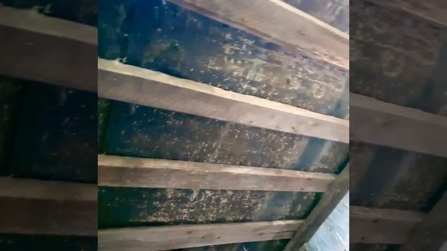 -5°ВОВРЕМЯ накрыли ЧЕСНОК!?ДЕРЕВЕНСКИЙ ТУБЗИК.?ВНЕЗАПНЫЙ ДОЖДЬ!⛈☔ТОРТ КО ДНЮ РОЖДЕНИЯ.?
